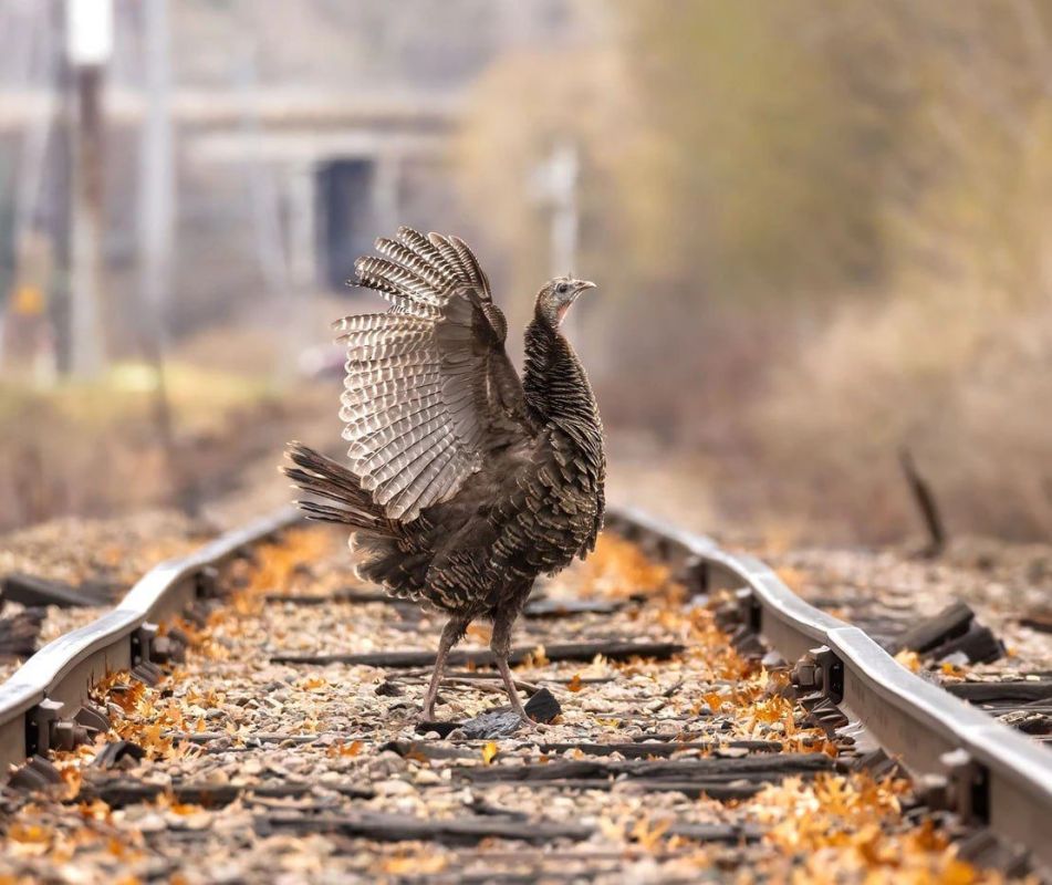 ������ ����� � �������� ���� ���� Audubon Photography Awards: ���������� �������, ����������� ������ � ������ ��������