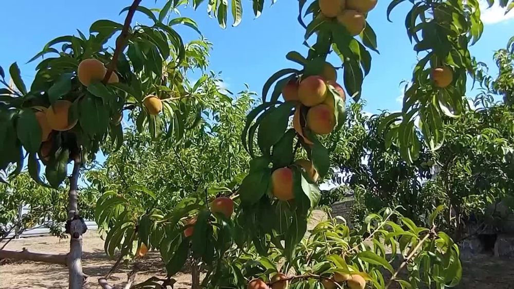 ��� ���������� ��� �� ���������� �����-�������������� ����� � ����������