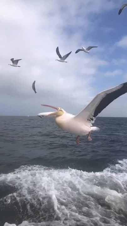 ��� ��������� ������� ������