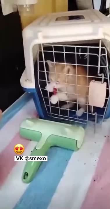 ���� ����, ������ � ���� �����