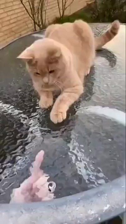��������� ������ ����� �������