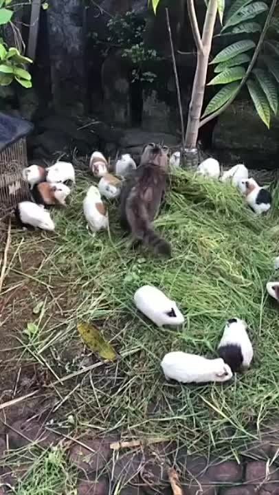 ���� ����� �����: ������ � ����� �������� ����� ���� ���� �� ��������