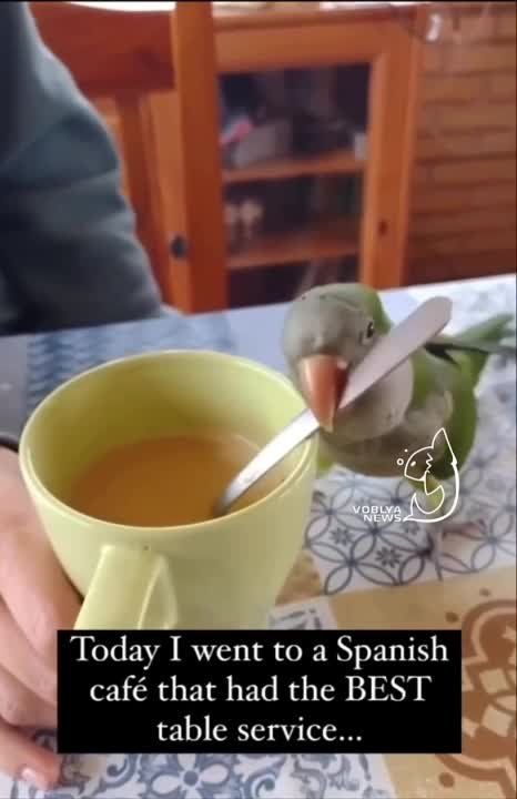 Buen da! � ��������� ���� �������� �������, ������� ����������� ����� � ���� ��� �����������