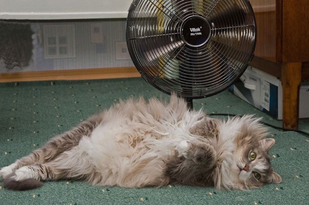 �� ����� ������������� 12 �������� ������������� �������� ������