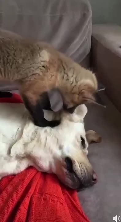 �� �������� "�����". �������������� ��