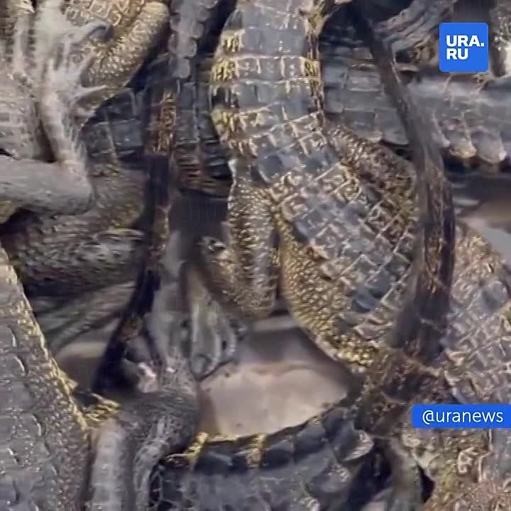 �� ������������ ������� ������� ���������