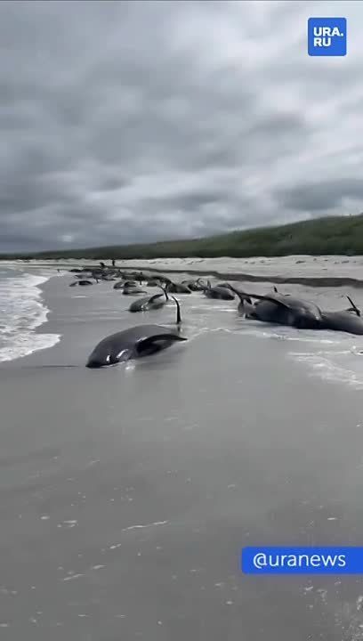 � ��������� ��������� �� ����� 77 �����-��������, 65 �� ��� �������