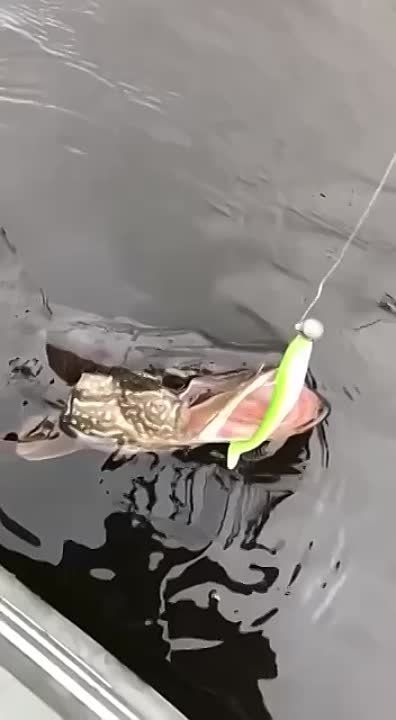 � ���� ������. ������� �� ���� ������ ���������� ���� ������, ��������, ������� ���������� ��������� ������� �...