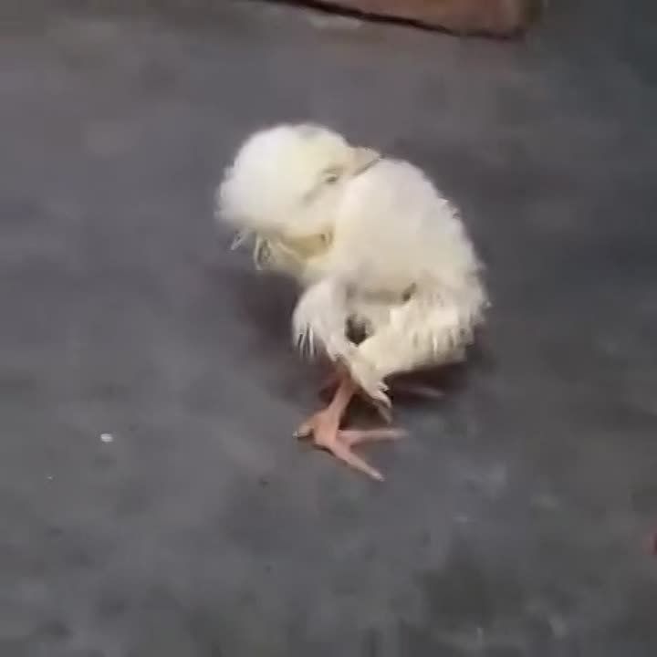 ������ ����, ������!. ����� �����������! �������������� ��