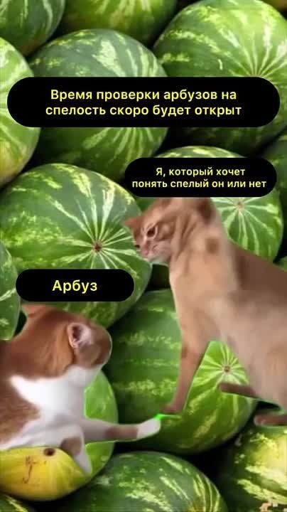 ��� ���� ������?. �������������� ��