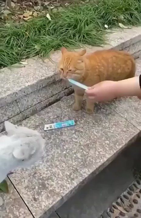 ����!. ��������� ��������!! �������������� ��