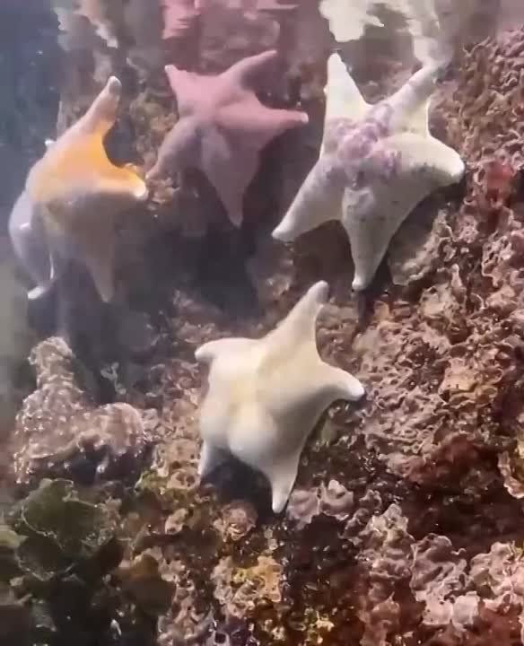 ������ ����� ������� ������