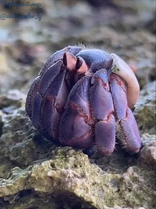 ��������� ���-��������� Coenobita purpureus