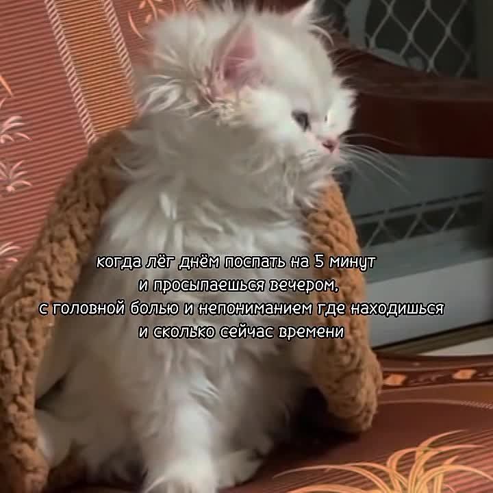 ���� �������?. �������� ZaVtra ��� ������ �������� �����