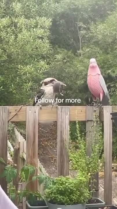 ������������ �����. �������������� ��