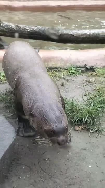 ����������� ���������� �����