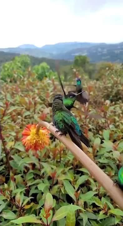 ������� � ��� �����, ��������� � ������� � ������������ ������������� ��������� Trochilidae