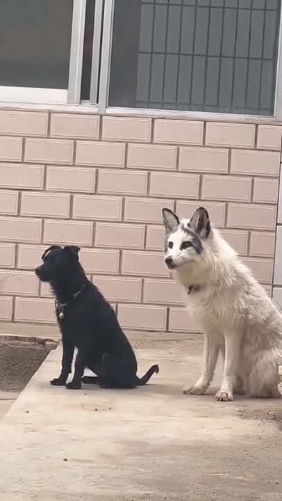 ������ � ���� �������� ���� ���������� ������