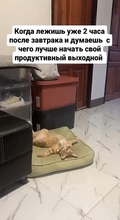 ���� �������� ������. �������� ZaVtra ��� ������ �������� �����