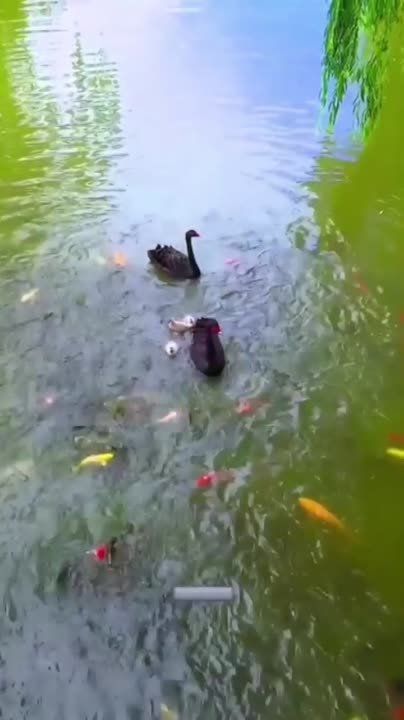 ������� ������ ������� �������� ���������