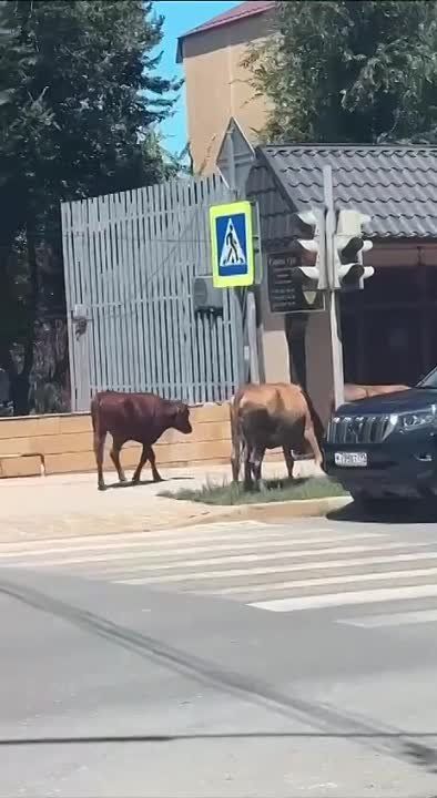 ����� ������ � �������� ������������� �����������������, �������� ����� �� ����������� ��������