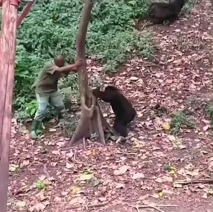 ������� ������ �����: ���� ��� ����������� ������� ������� � �������� �������