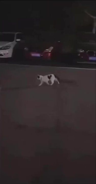 ��� ������� ����������� ���