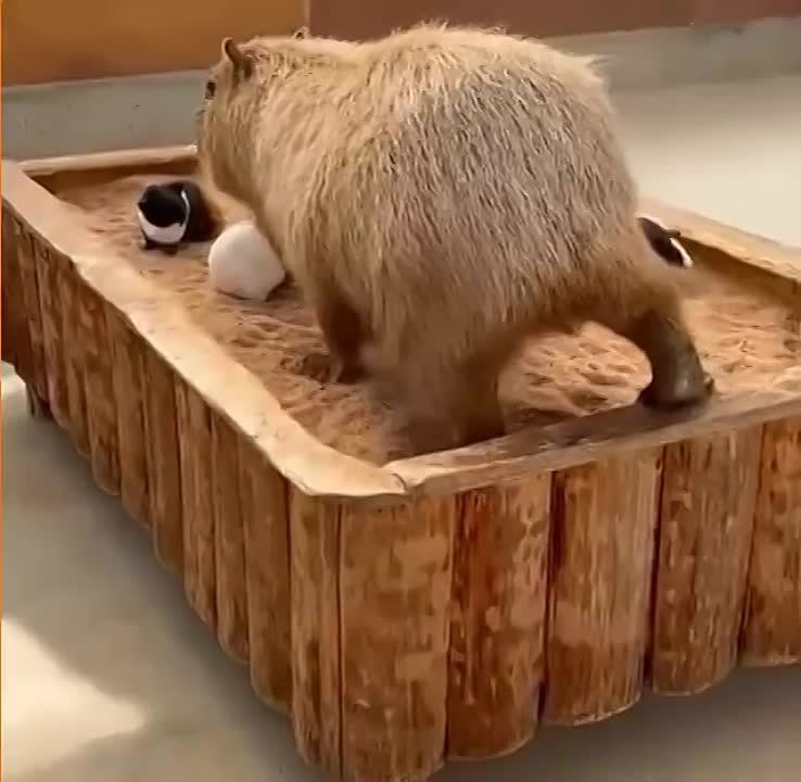 ������ ����!
