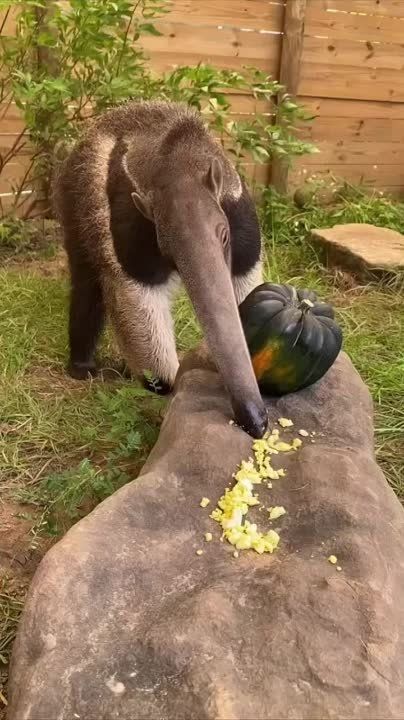 ����!. ��������� ��������!! �������������� ��