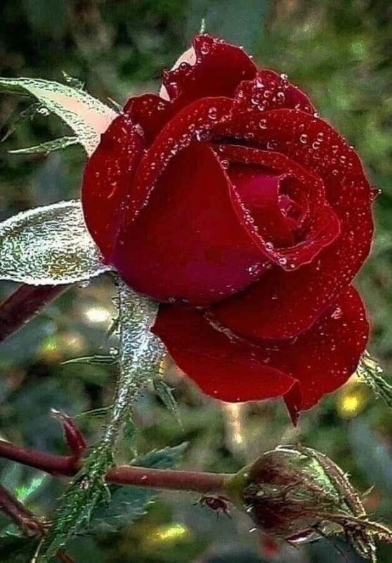������� ������ �� �������