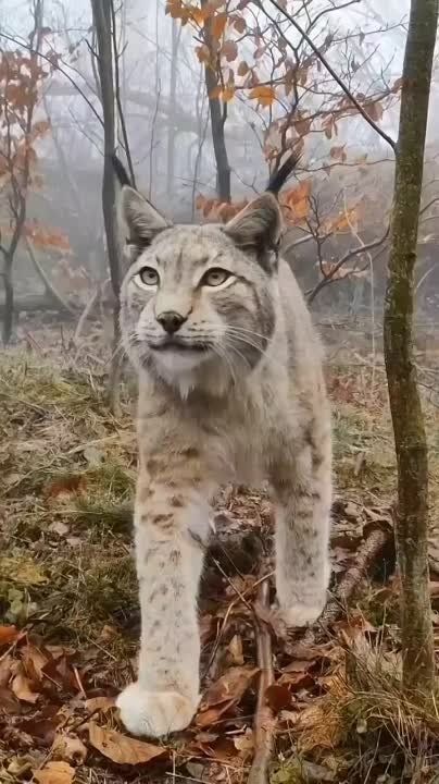 ������� ��������. ������� ����������������� ������, ���� �� ������� �� ������ � ����� ��������, � ���������� ������ �� ����� ��� �������������� � ����� ������