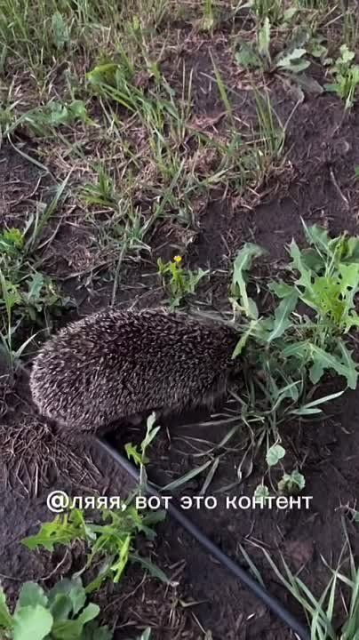��� ����������� ��������