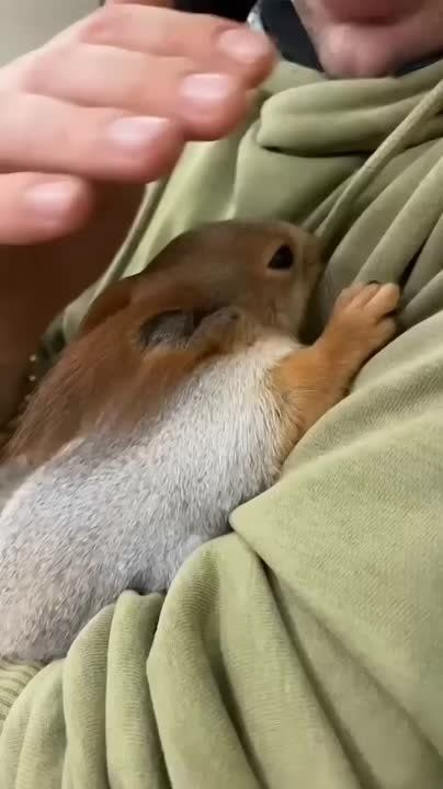 ����� ���� ����� �������