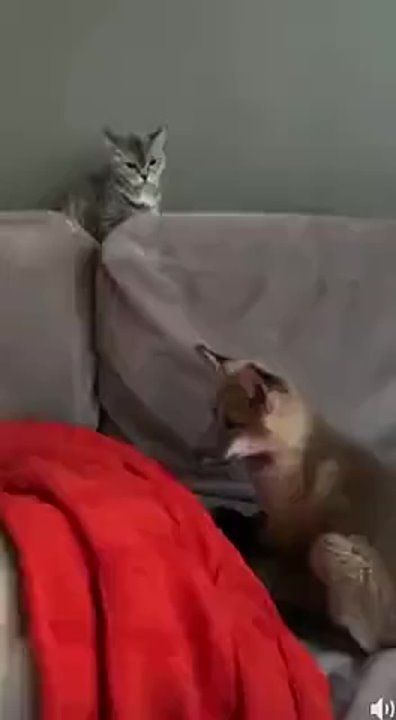 ������ ����, ������!. ����� �����������! �������������� ��