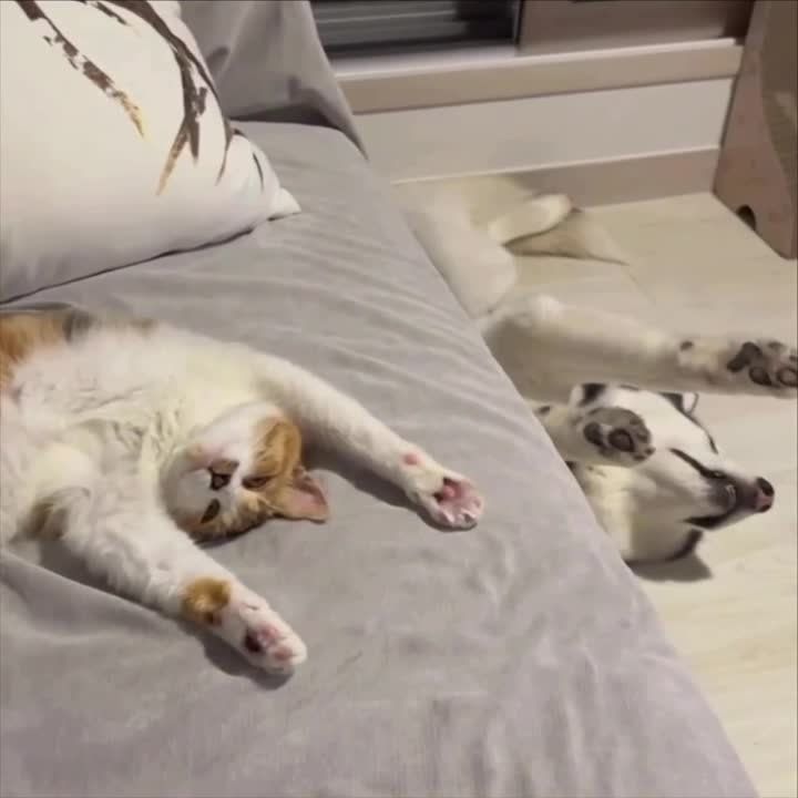 ������ ����, ���� ����������� � �������