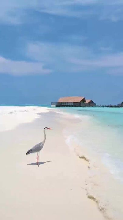 ����� ����� ����� - ��������� �������� ����������� ��������!