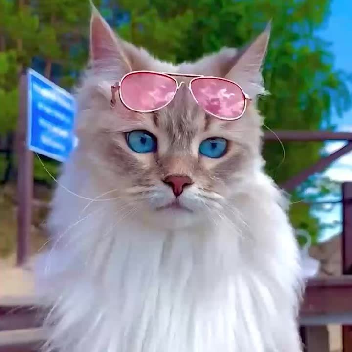 ���� ����� ����� �������� ���� ��������