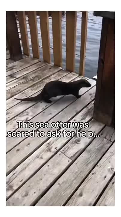 ����� ������������ �� �������