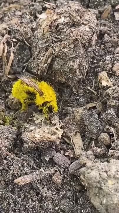 ���� ��������� ����� ������ � ������ �������