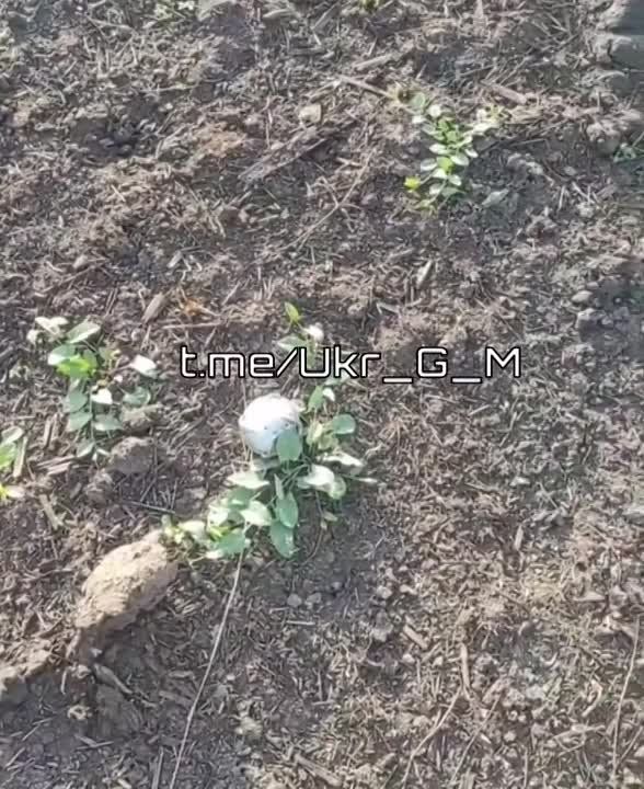 ��� �� ��������� ���������� ����� ��������� ��