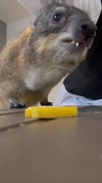 ����!. ��������� ��������!! �������������� ��