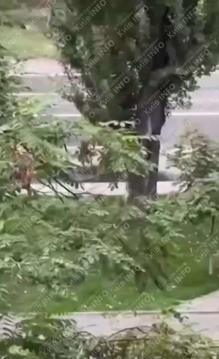 ����� ����� "������������" ����������� �� �������