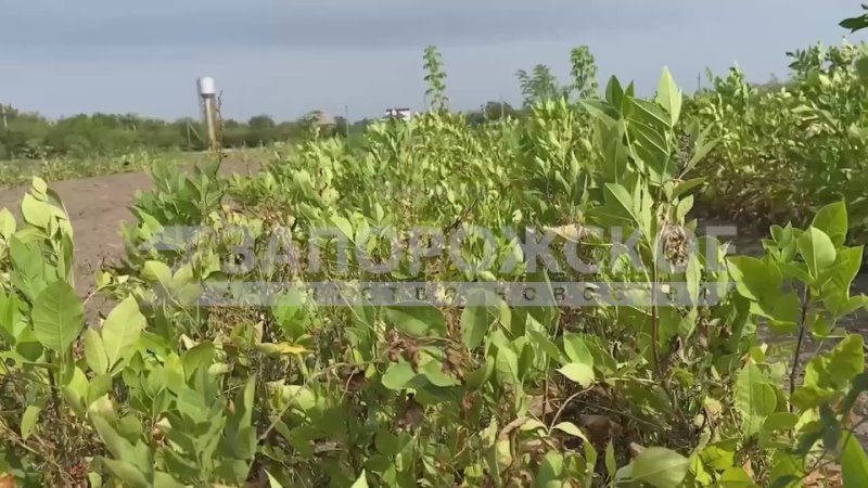 � ����������� ������� � ������� ������ ���������� ��������, ����� � �����