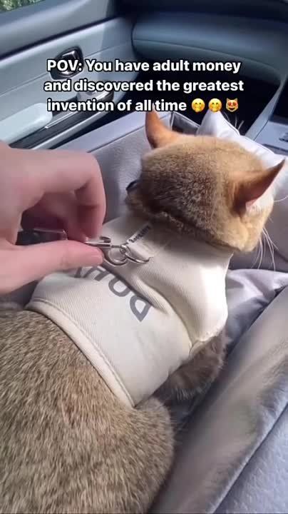 ���������, ��� ������ � ������: ������� ��� ��������� �� �����������