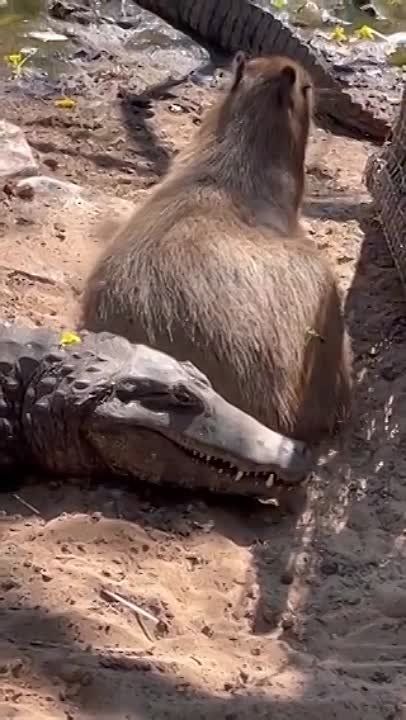 �������� � ����� ������ �������� �� ���� �������