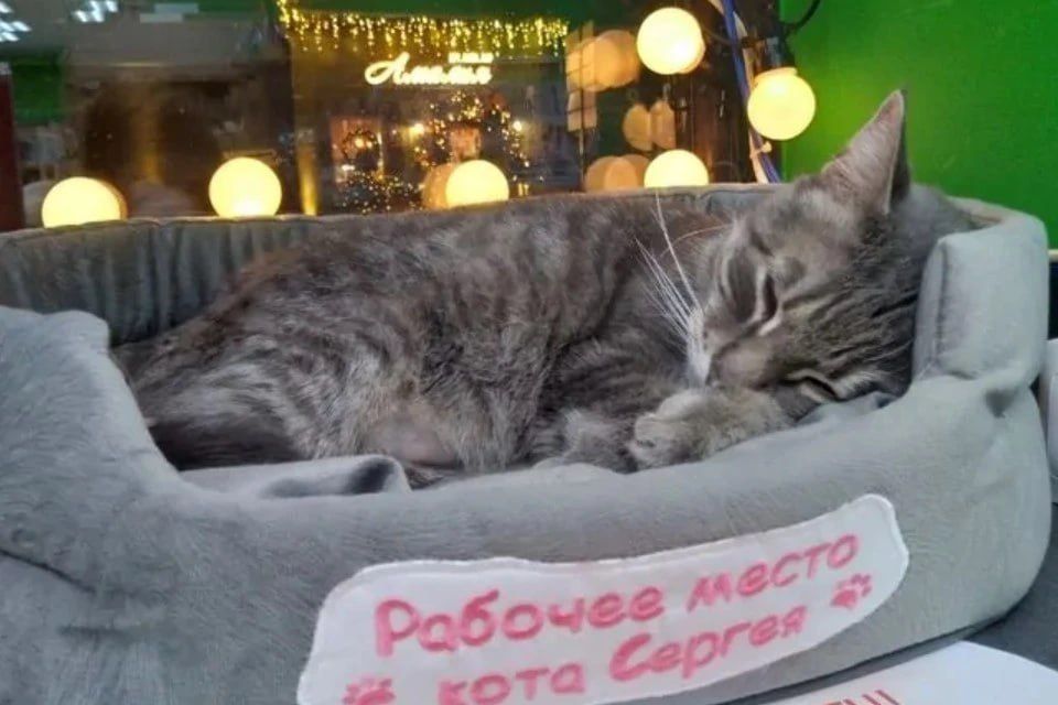��� �� �������������, ��������� ��-�� ������ � ���������������, ����� �� ������