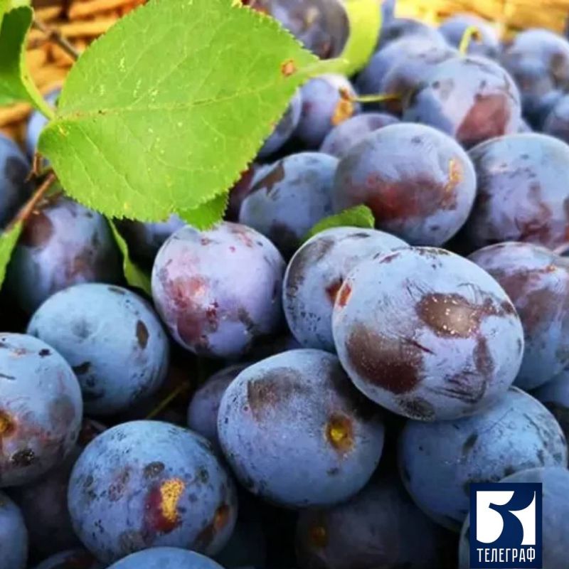 В Запорожской области завершилась уборка сливы — сезон косточковых плодовых культур закрыт