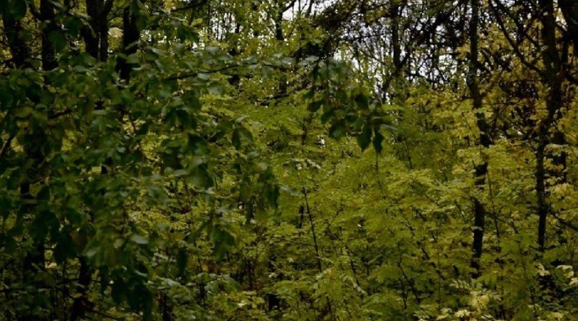 � ����������� ������� ������� ���������������� ������