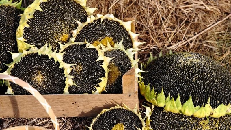 Аграрии Запорожской области собрали более 1 600 тыс