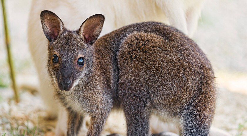 ������� ������ ������� �������� �� ���������� ���������